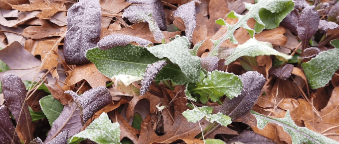 protect plants from frost with leaves