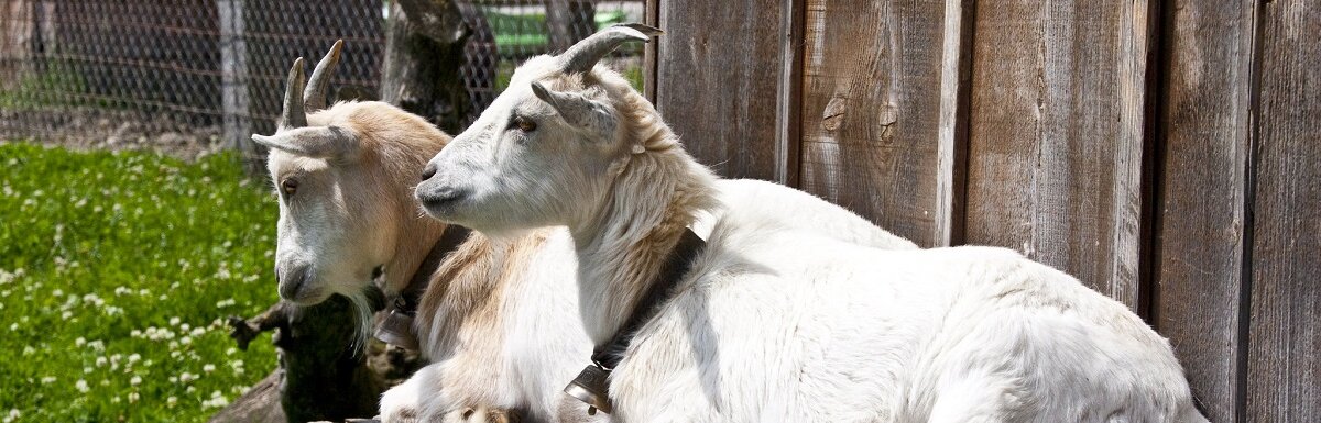 goat shelter