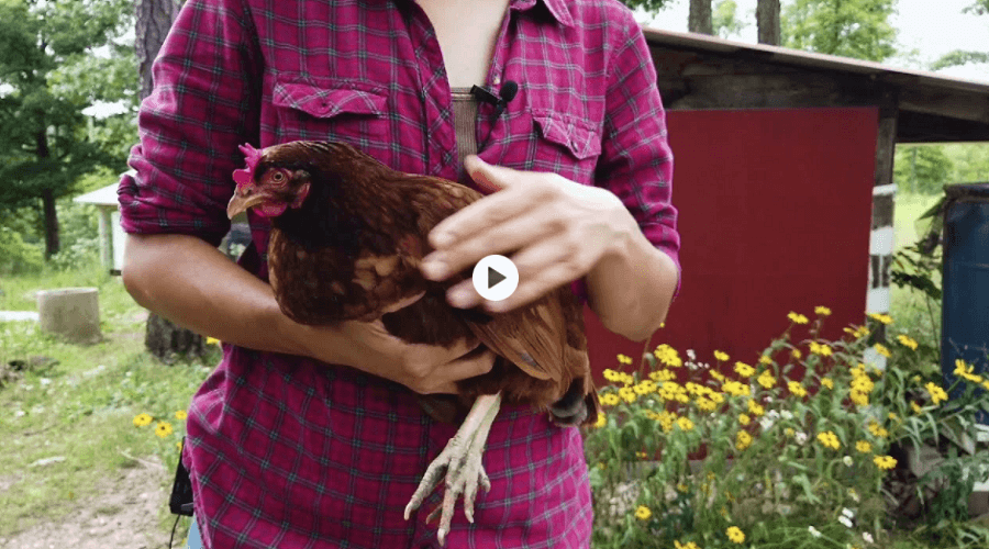 handling chickens
