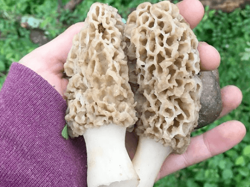 morel mushrooms
