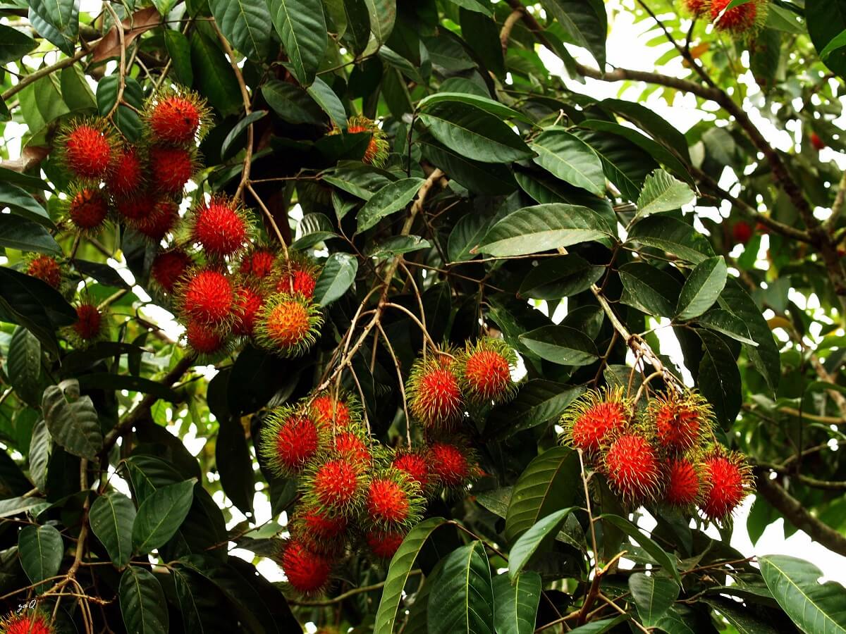 15 weird and wonderful tropical fruit trees for tropical