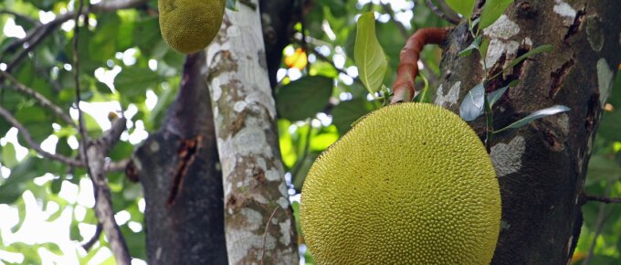 tropical fruit trees