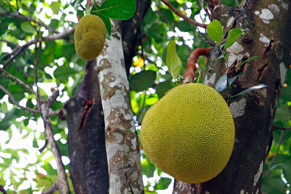 Tropical fruit tree berms