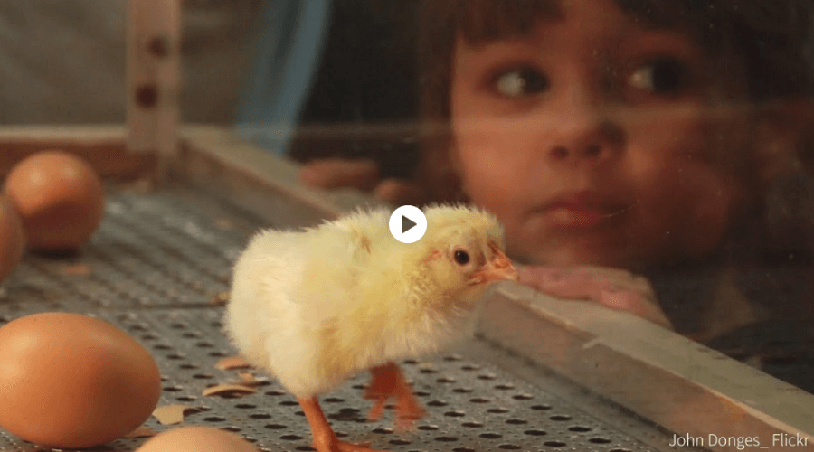 where to buy chickens