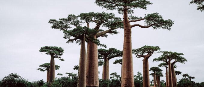 baobab trees