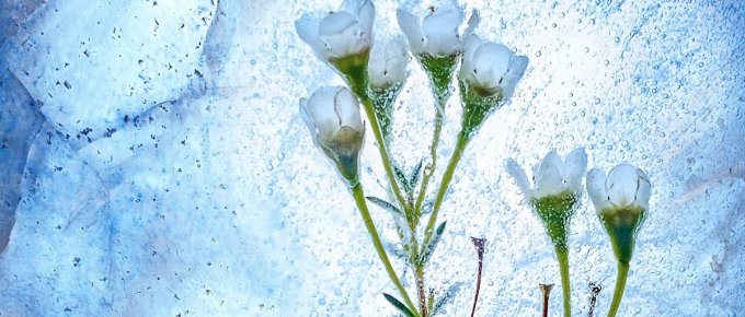 ice age flower