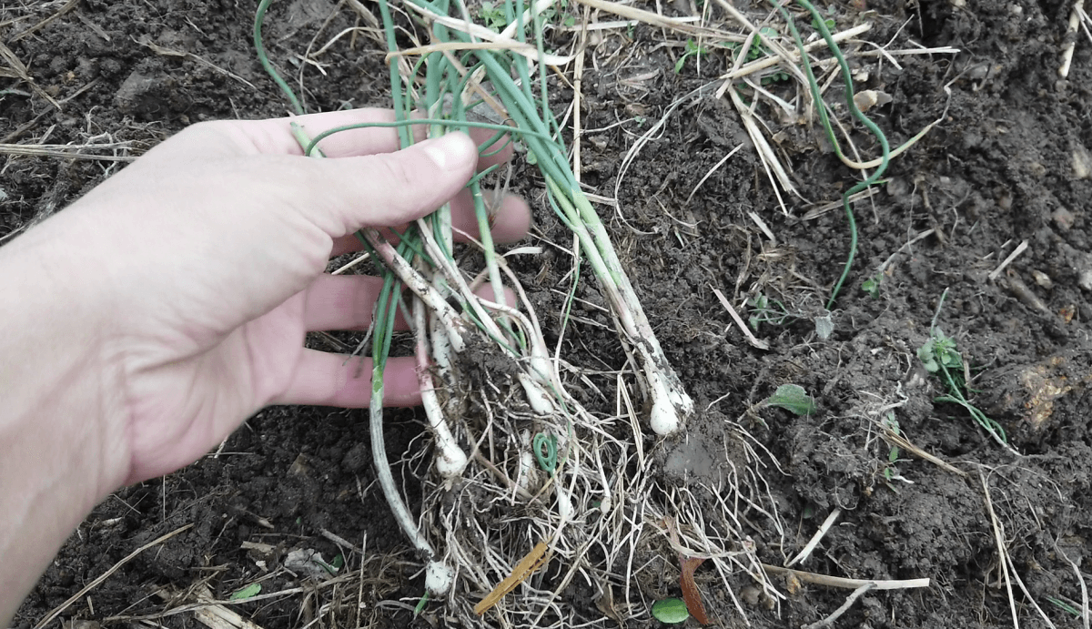 field-garlic