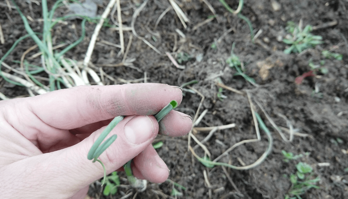 field-garlic-green-leaves