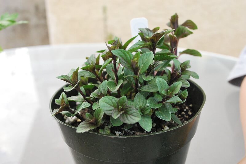 chocolate-mint-plant