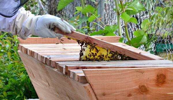 18 Creative Diy Beehive Plans For Your Own Beekeeping Insteading - Diy Beekeeper