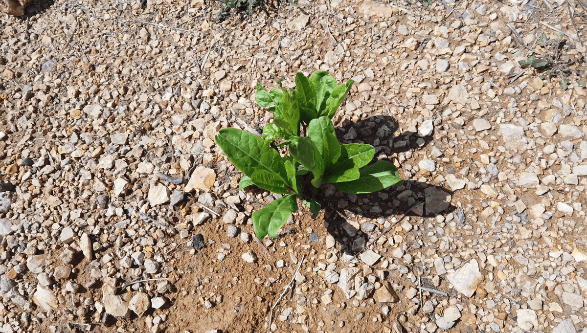 pokeweed-in-dirt