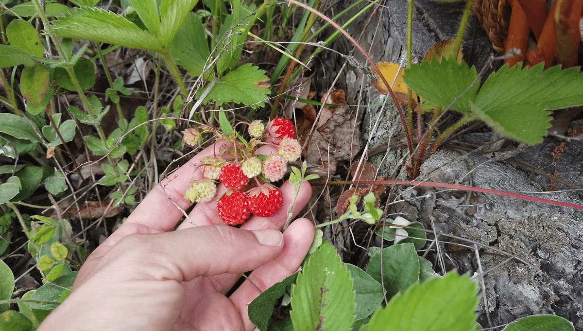 wild starwberries