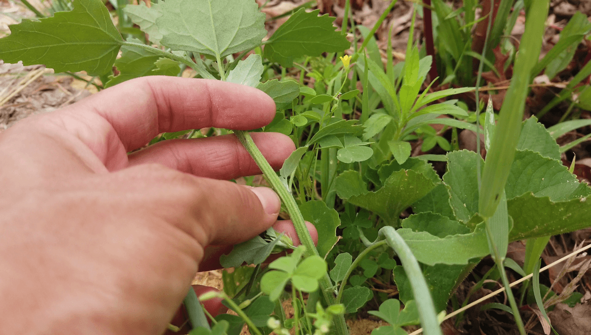 striped Stem of the wild spinach
