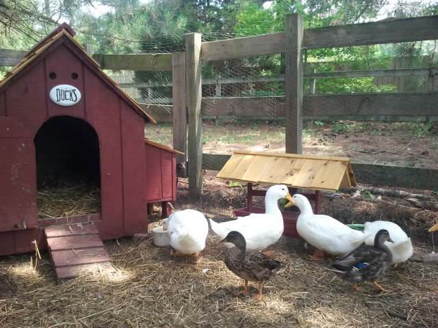 Convert an Old Dog House for Your Ducks 