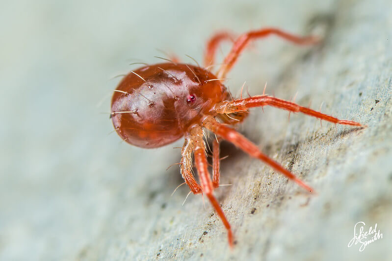 spider mite