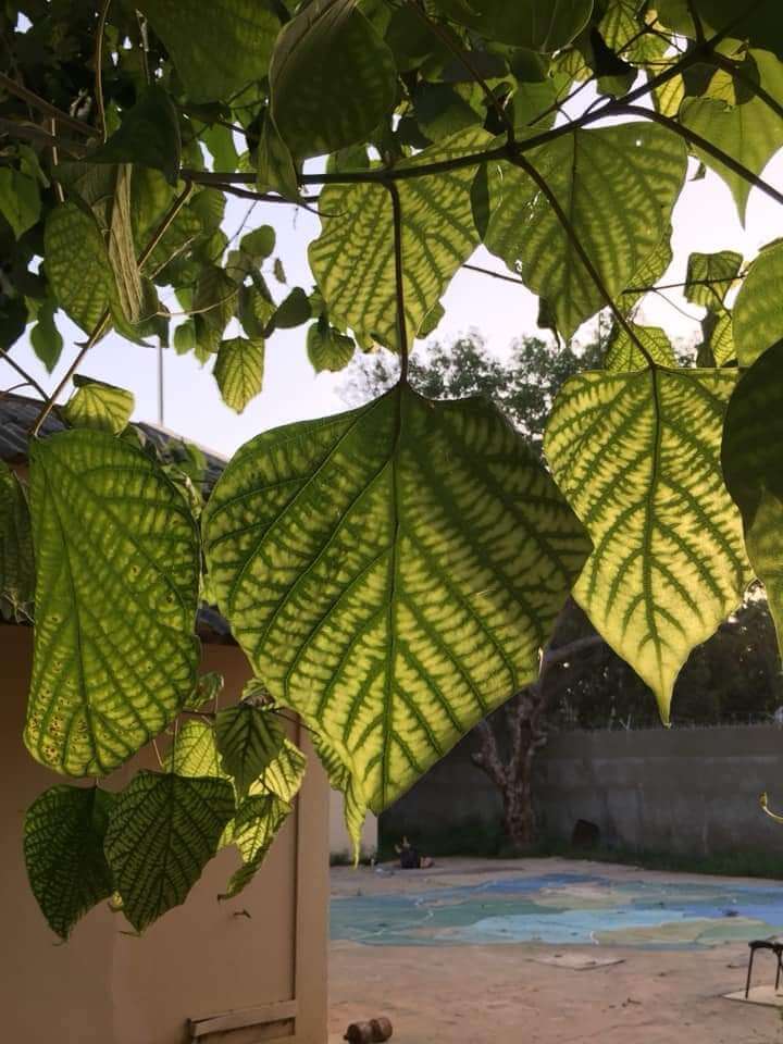 leaf chlorosis