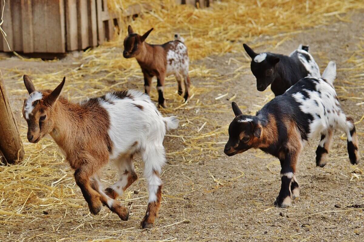 baby goats
