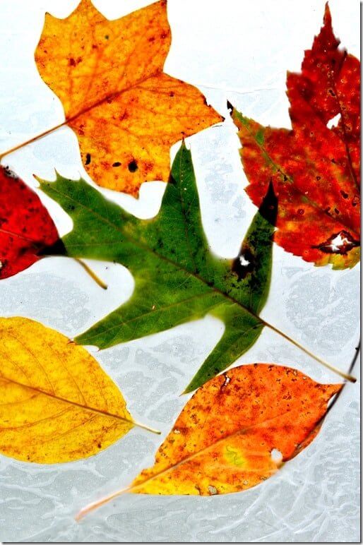 hojas de otoño en papel vegetal