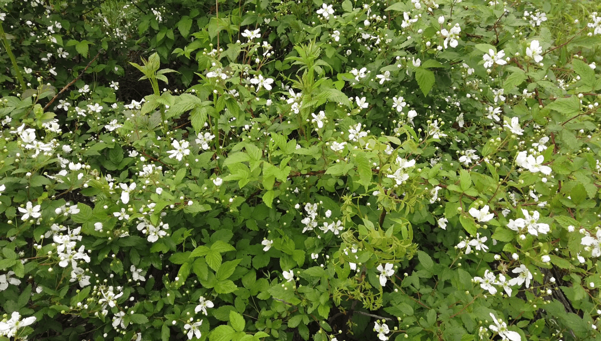 Blackberry Blossoms in the spring