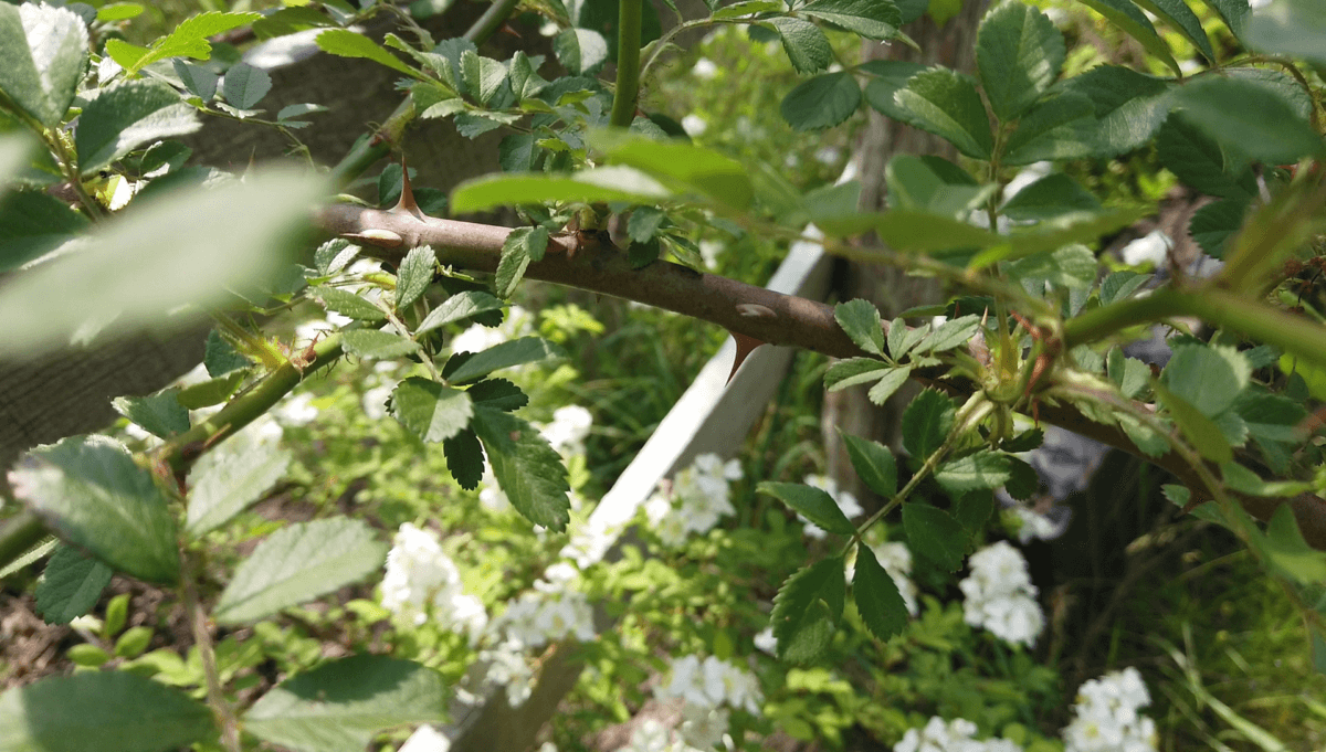 7-parted Mutliflora Rose Leaf