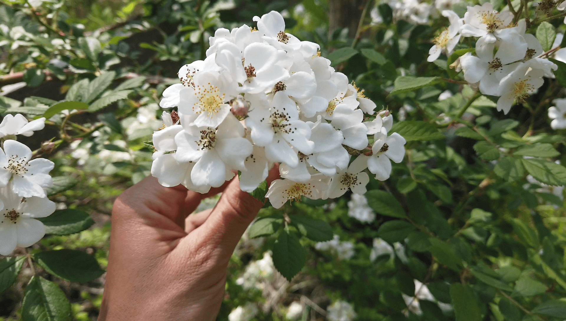 Multiflora Rose Flower Cluster