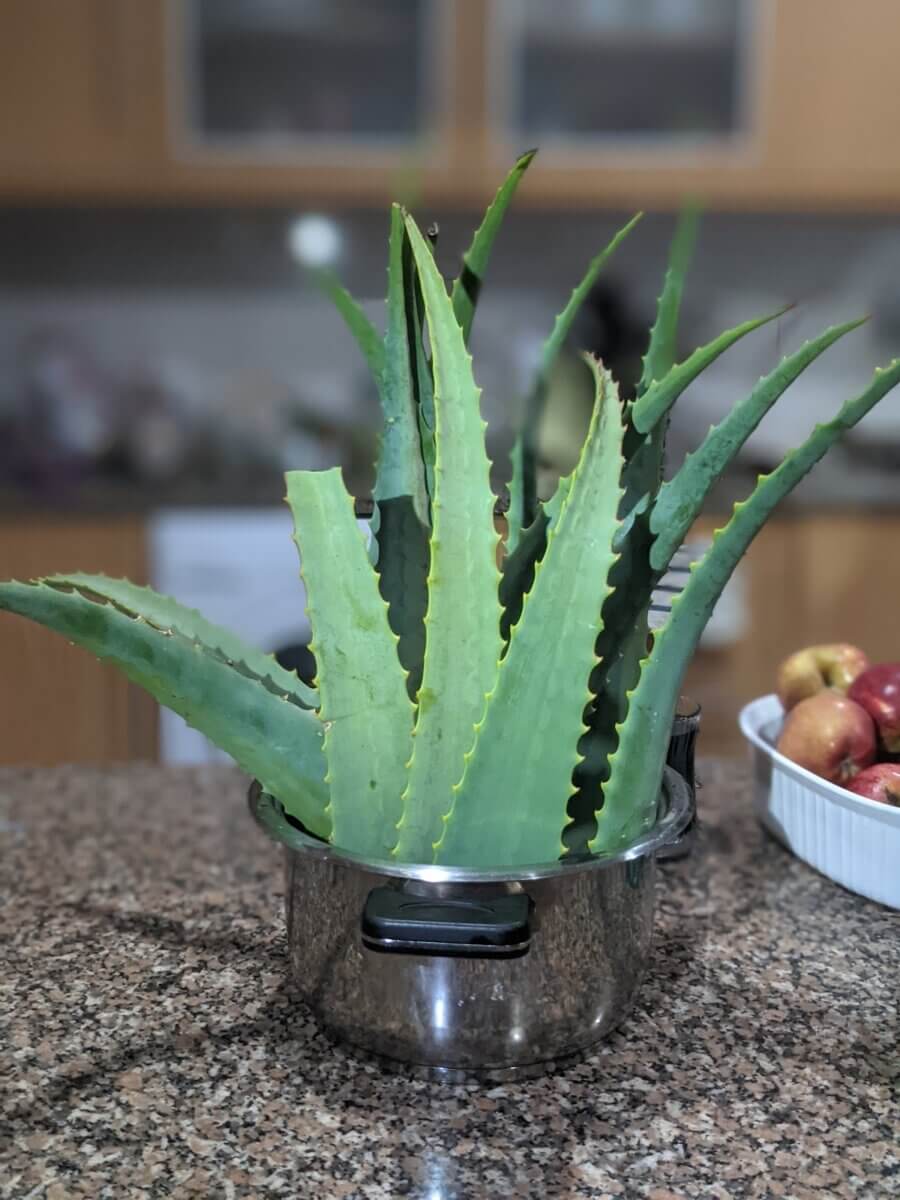 Aloe Vera Leaves Propped up Inside Pot Filled With Water