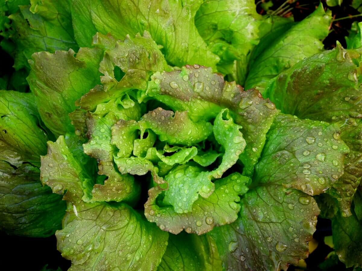 lettuce - vegetables