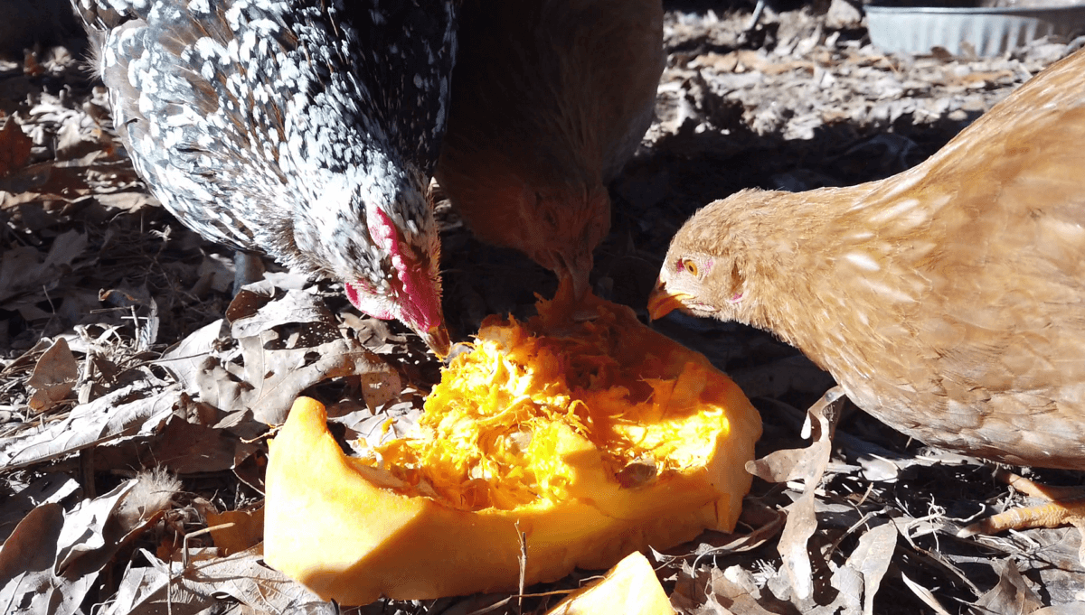 Some chickens enjoy their squash