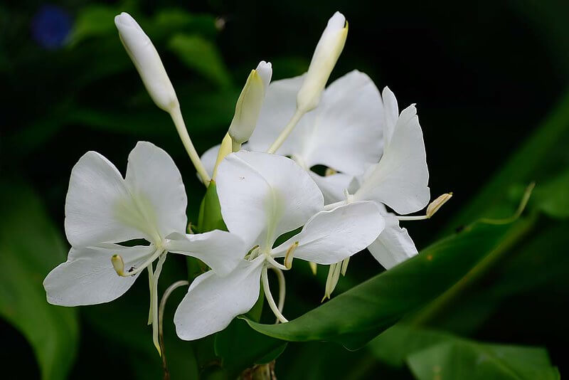 white ginger flower