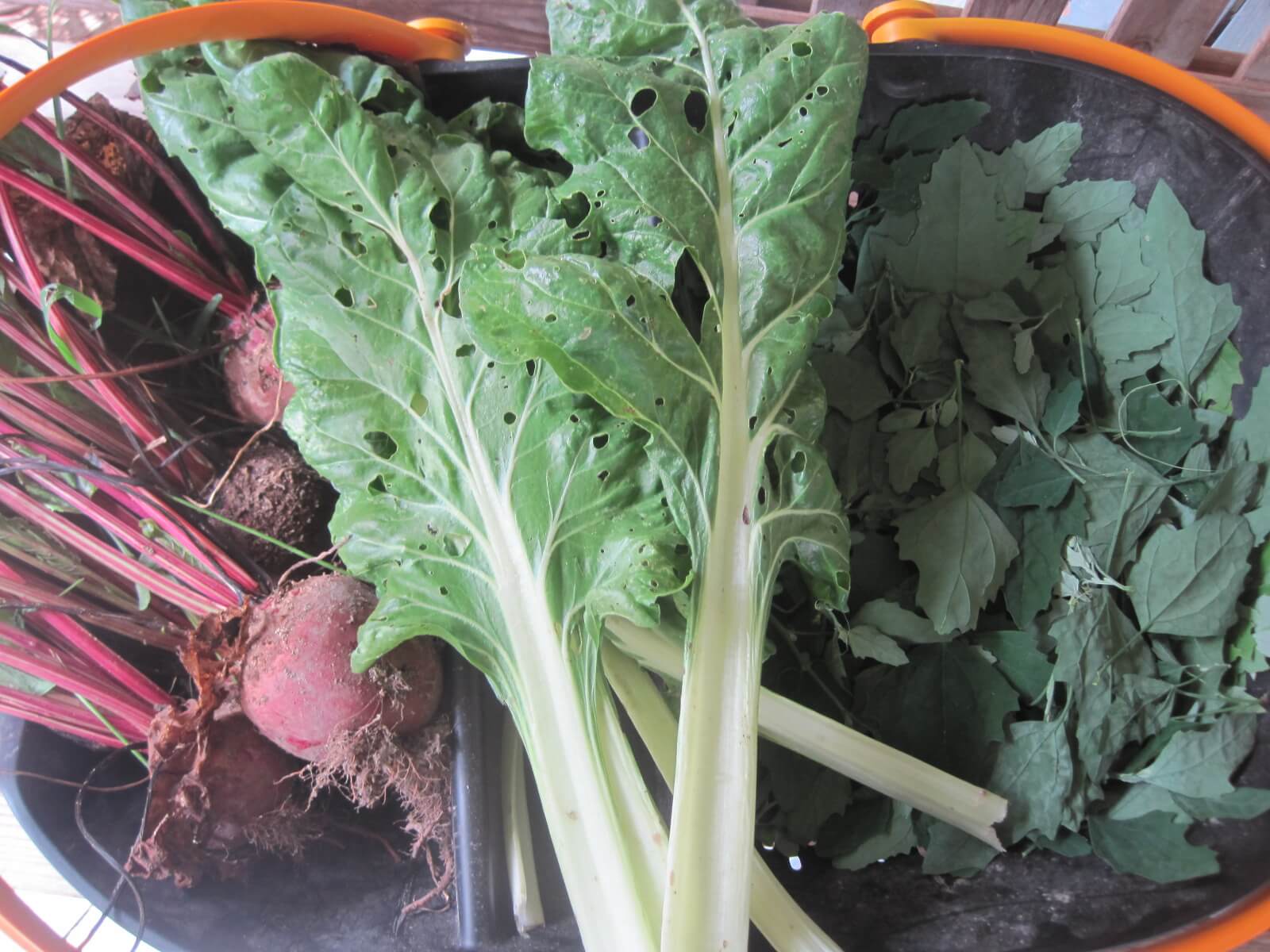 chard and turnips in strainer