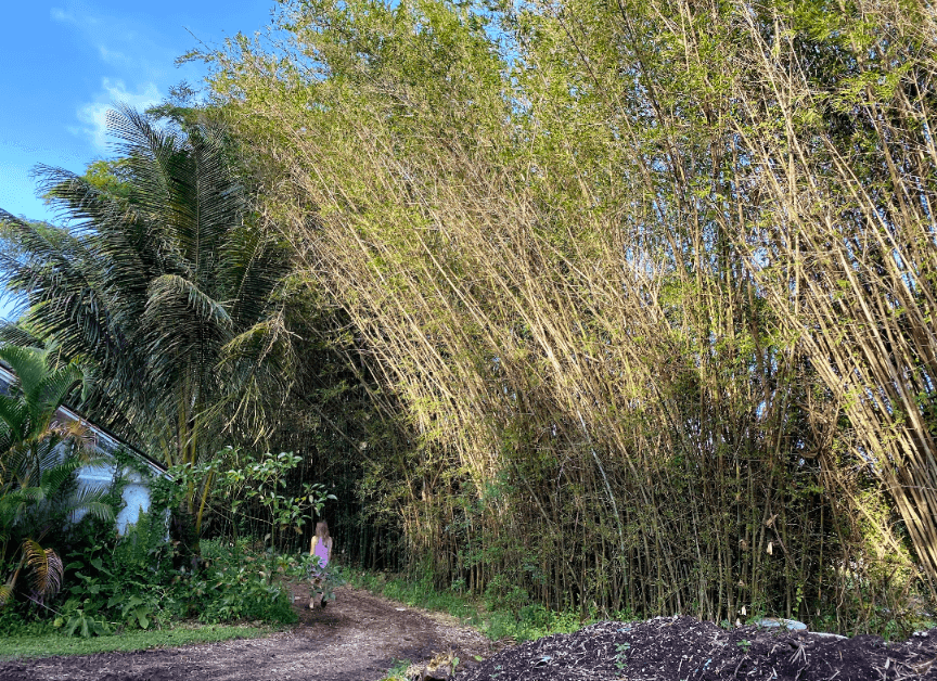 Bamboo Growing on Road Edge