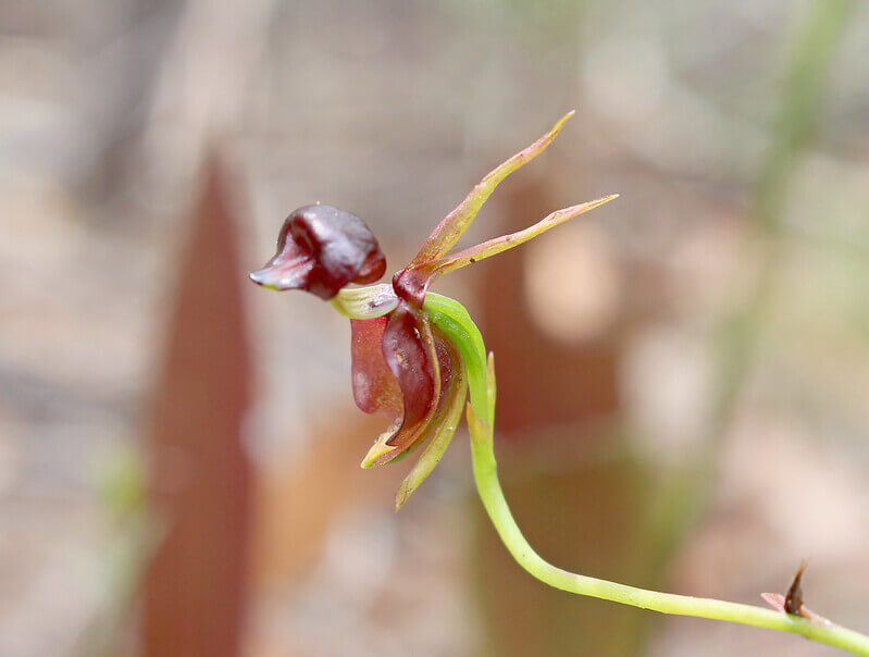 duck orchid