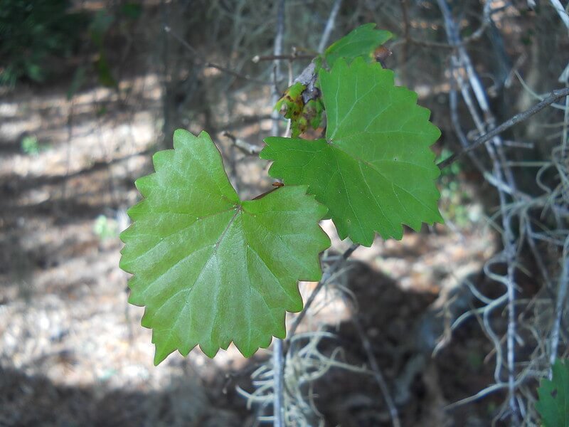 muscadine leaves