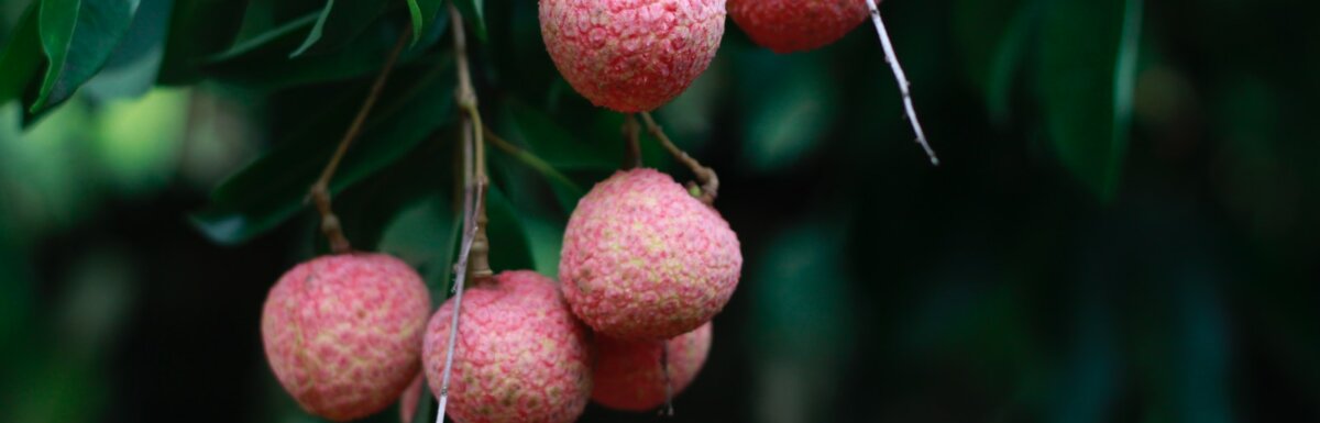 red round fruits on tree