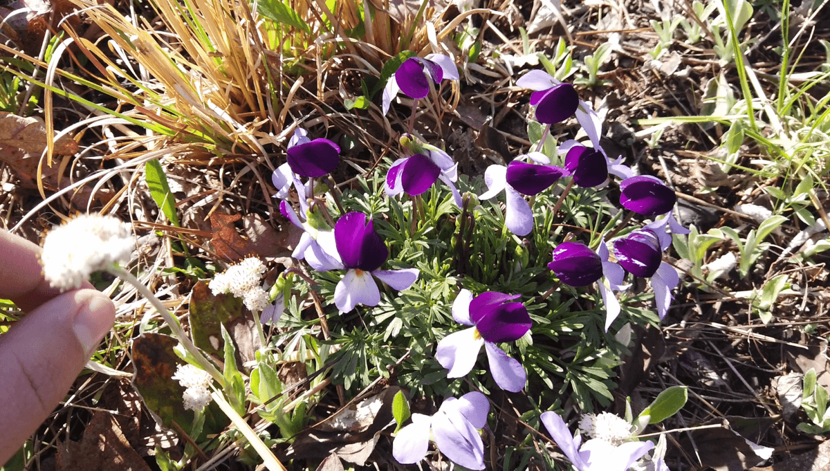 Violeta (Viola spp.)