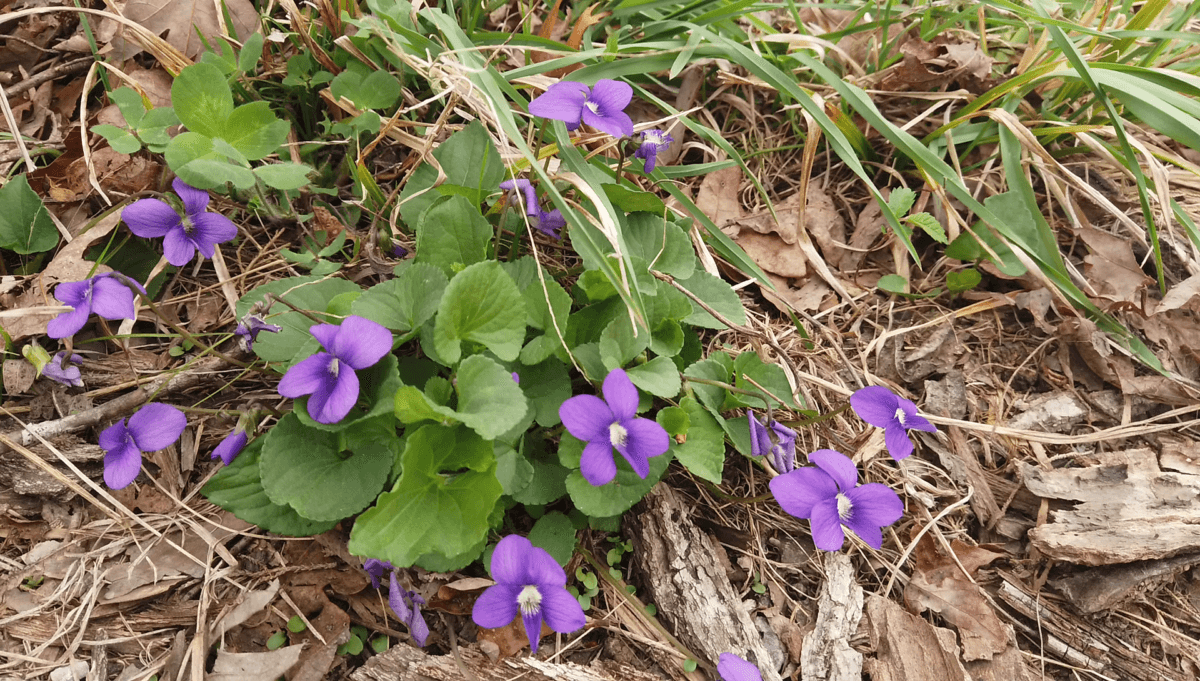 Violet (Viola spp.)