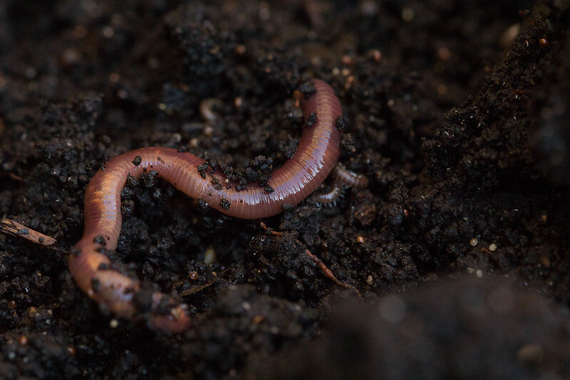 worm in dirt