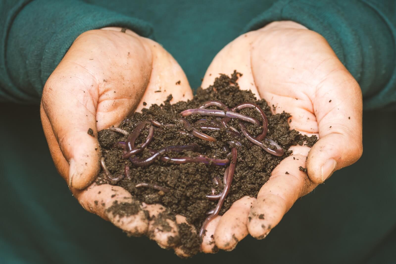 Introduction to Worm Farming