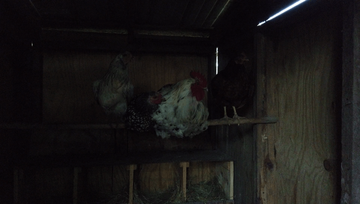 chickens trying to sleep