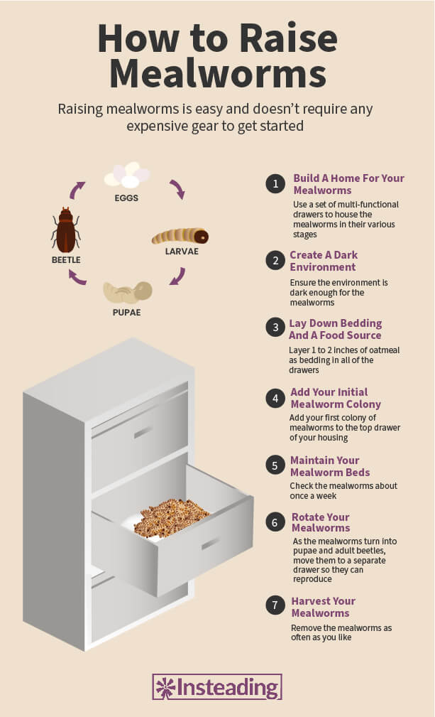 infográfico sobre como criar larvas de farinha