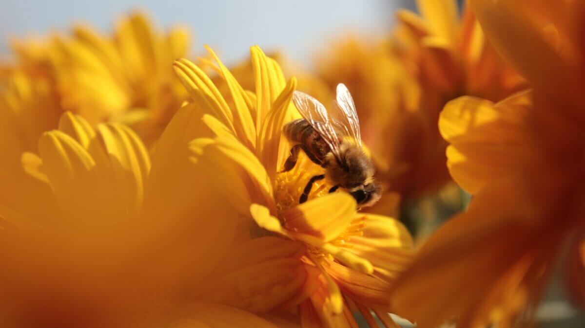 abelha em plantas amigáveis ​​aos polinizadores