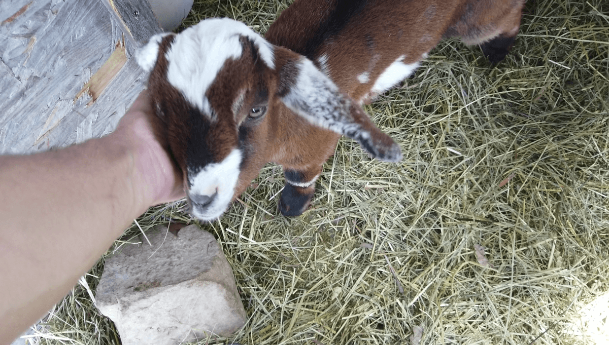goat being pet