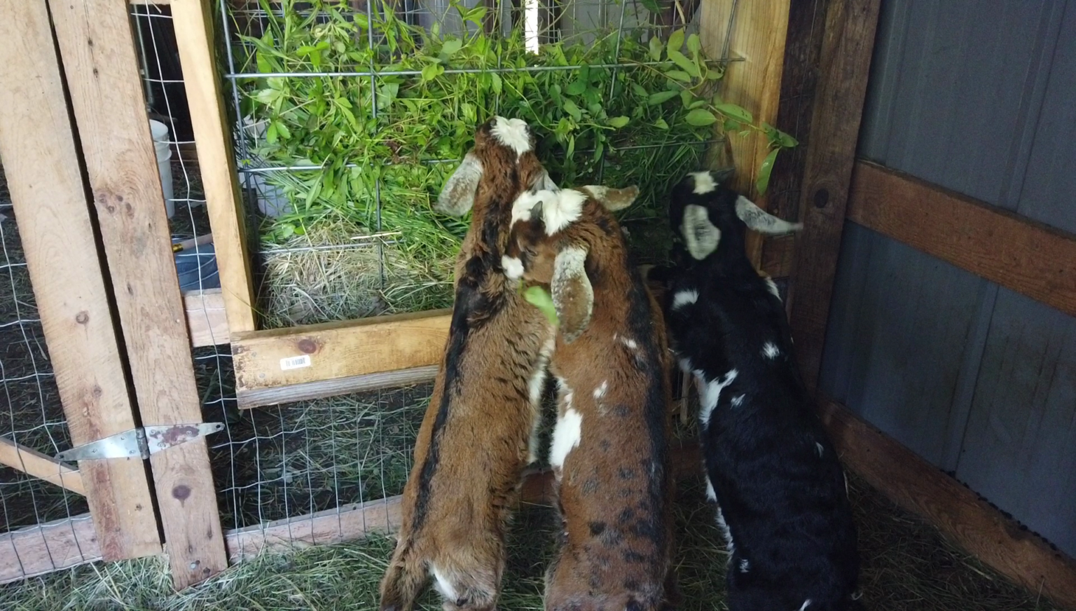 Goat Any Questions 10 Answers to Your Beginner Goat Questions • Insteading