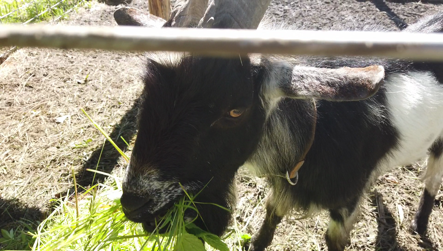 Goat Any Questions 10 Answers to Your Beginner Goat Questions • Insteading