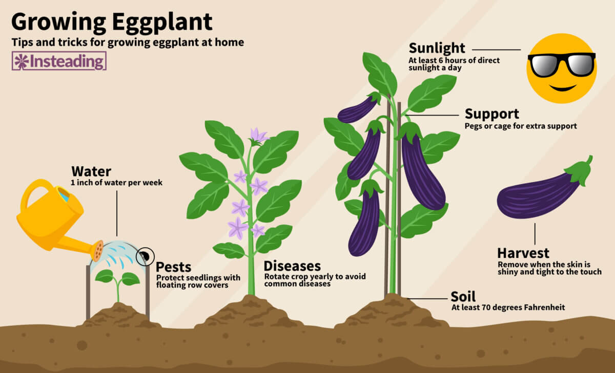 growing eggplant diagram showing the different steps needed to grow and harvest eggplants