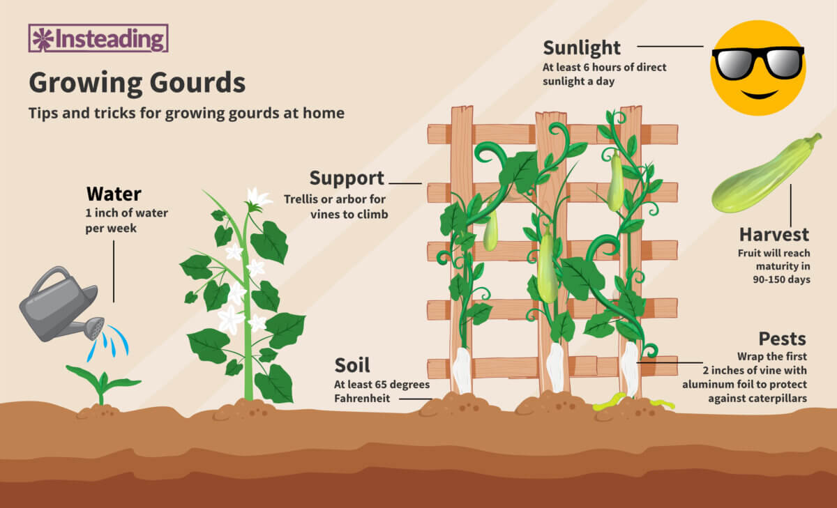 growing gourds diagram showing the different steps needed to grow and harvest gourds