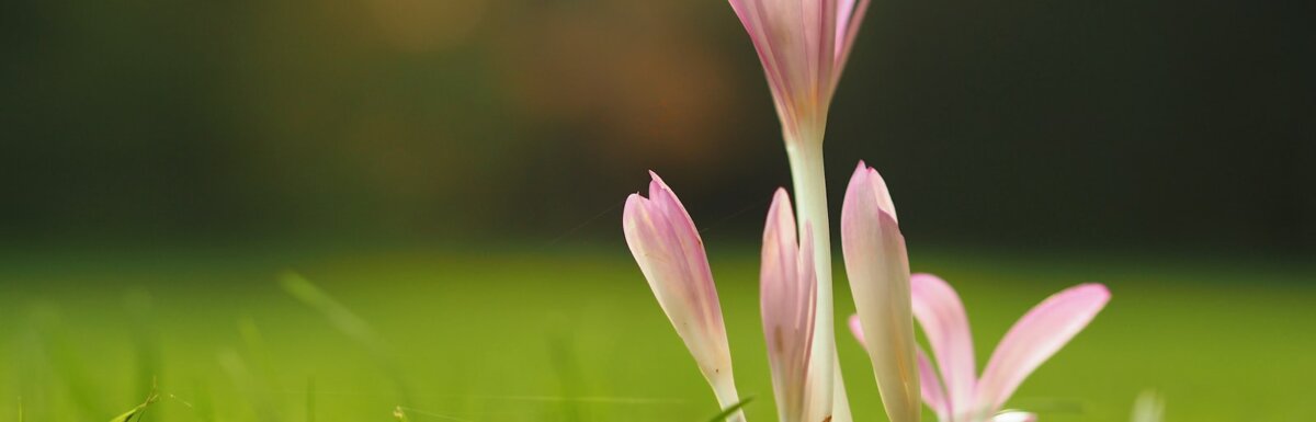 closeup photography of flower on grass