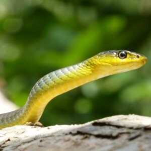 green and yellow snake in close-up photography