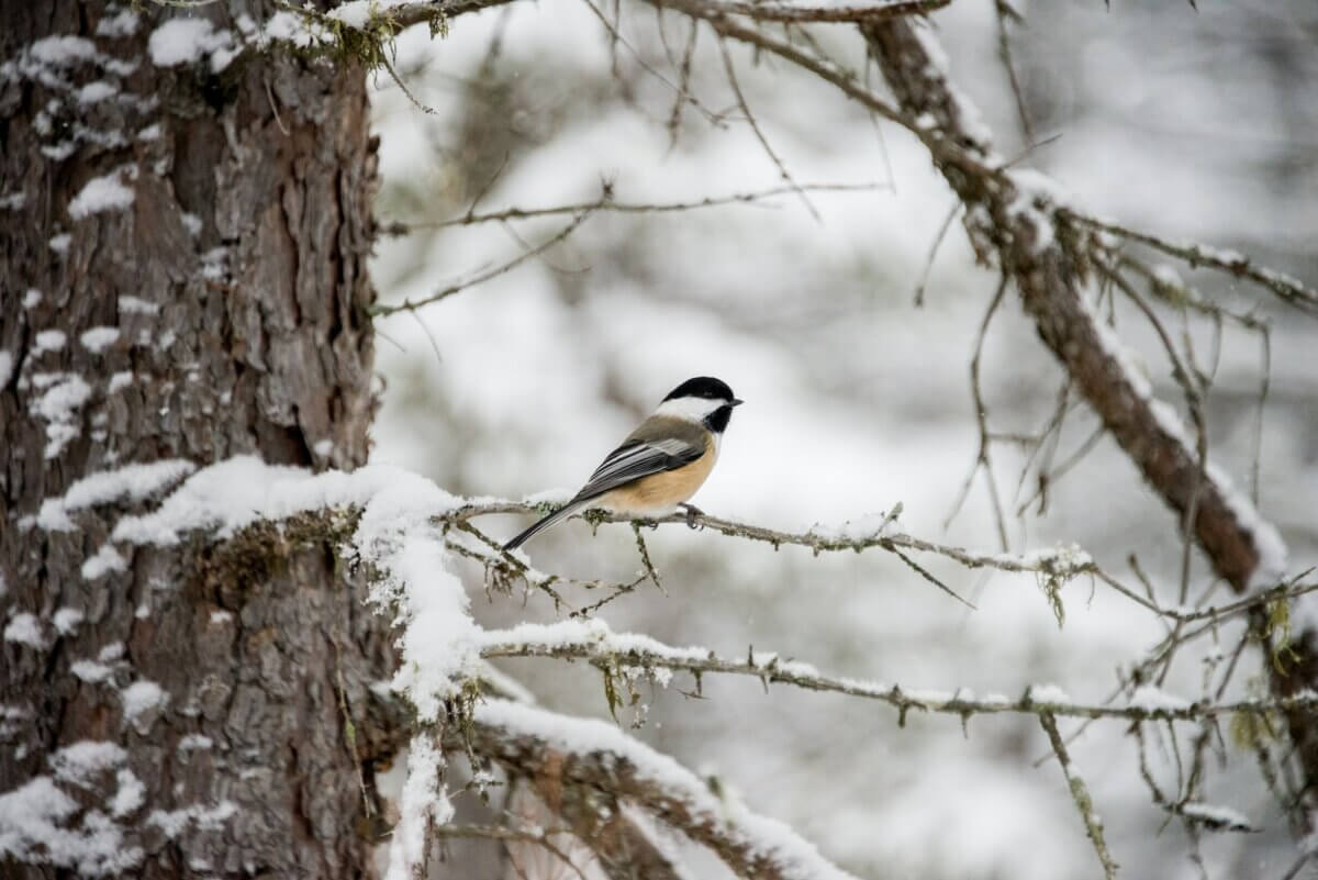 pássaro cinza e branco empoleirar-se em galho de árvore
