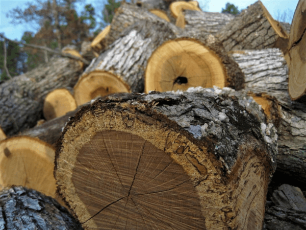 Firewood Def The Basics of Firewood • Insteading